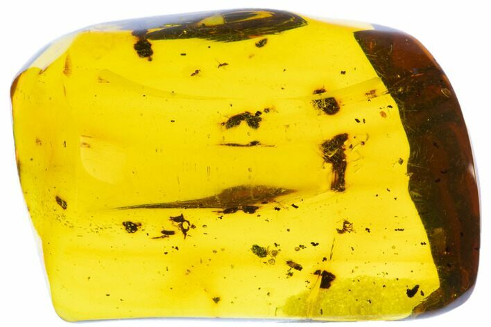 Polished Chiapas Amber ( g) - Mexico #104272